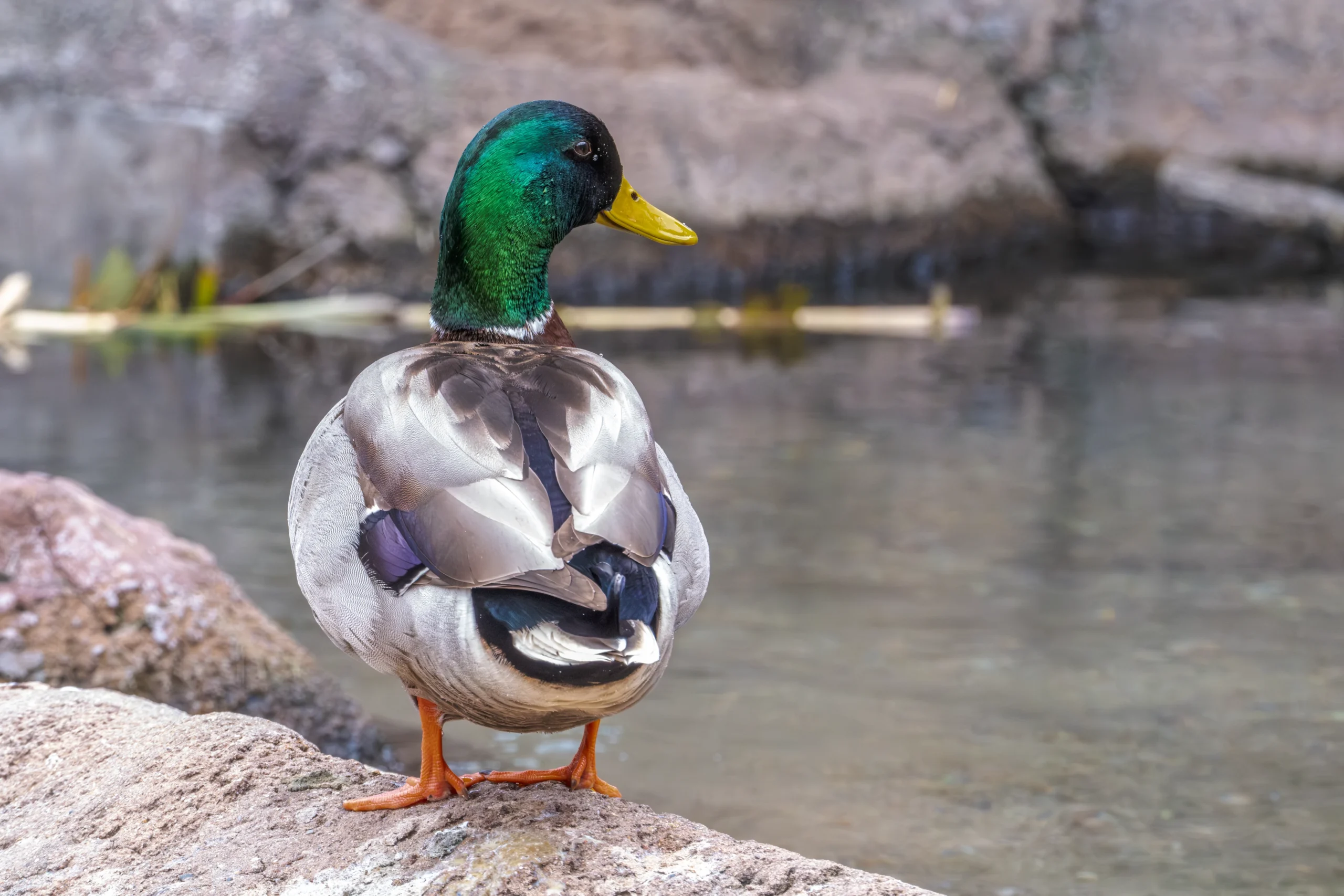 _DSF9653-Enhanced-NR