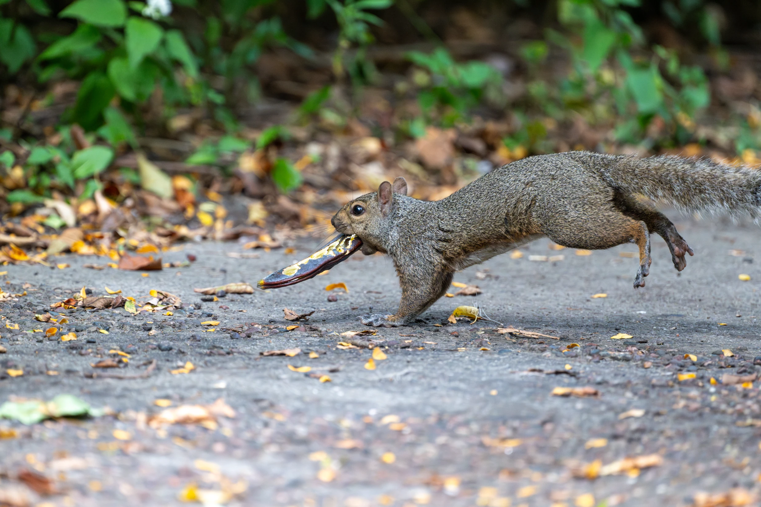 _DSC0743-Enhanced-NR