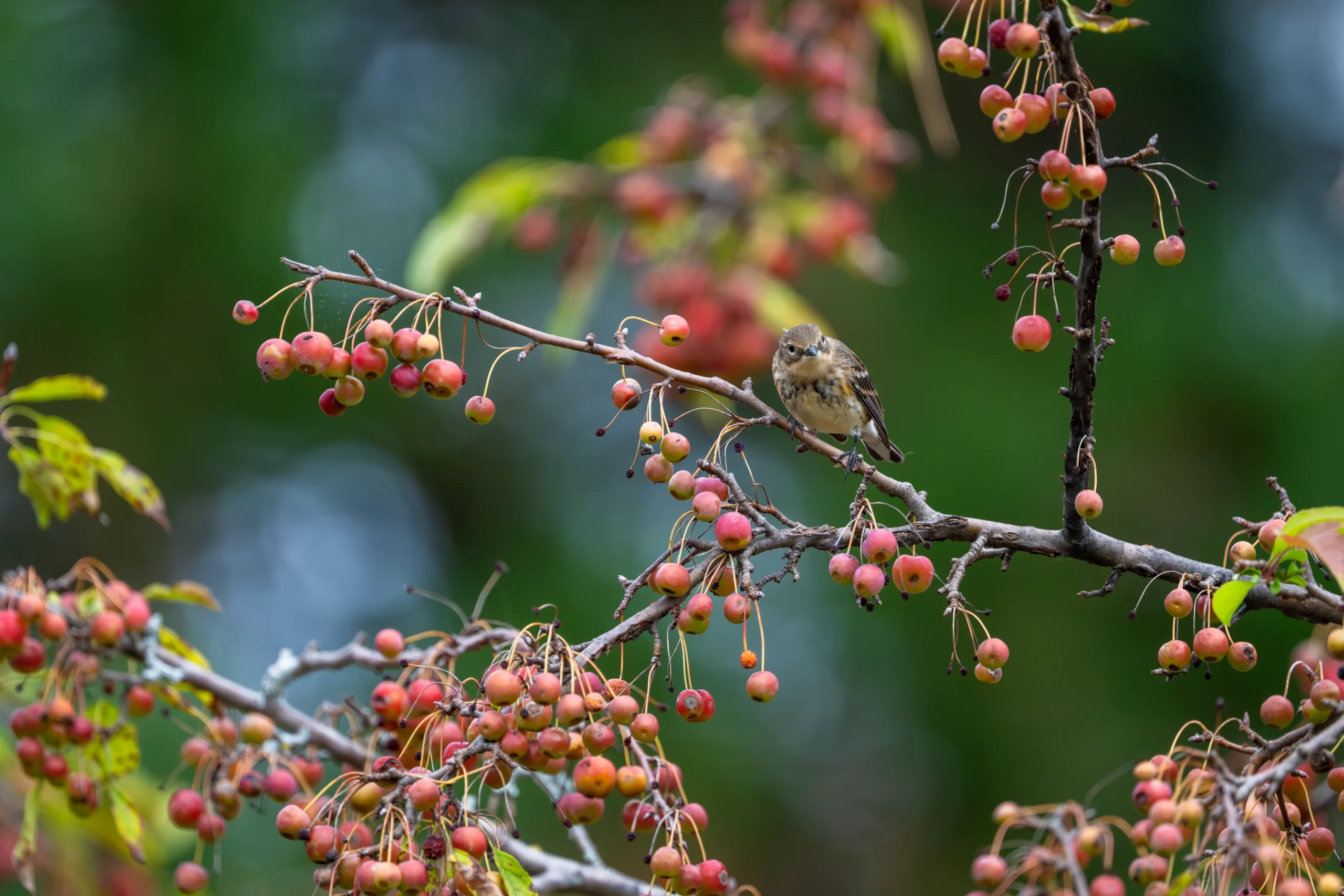 _DSC0909-Enhanced-NR