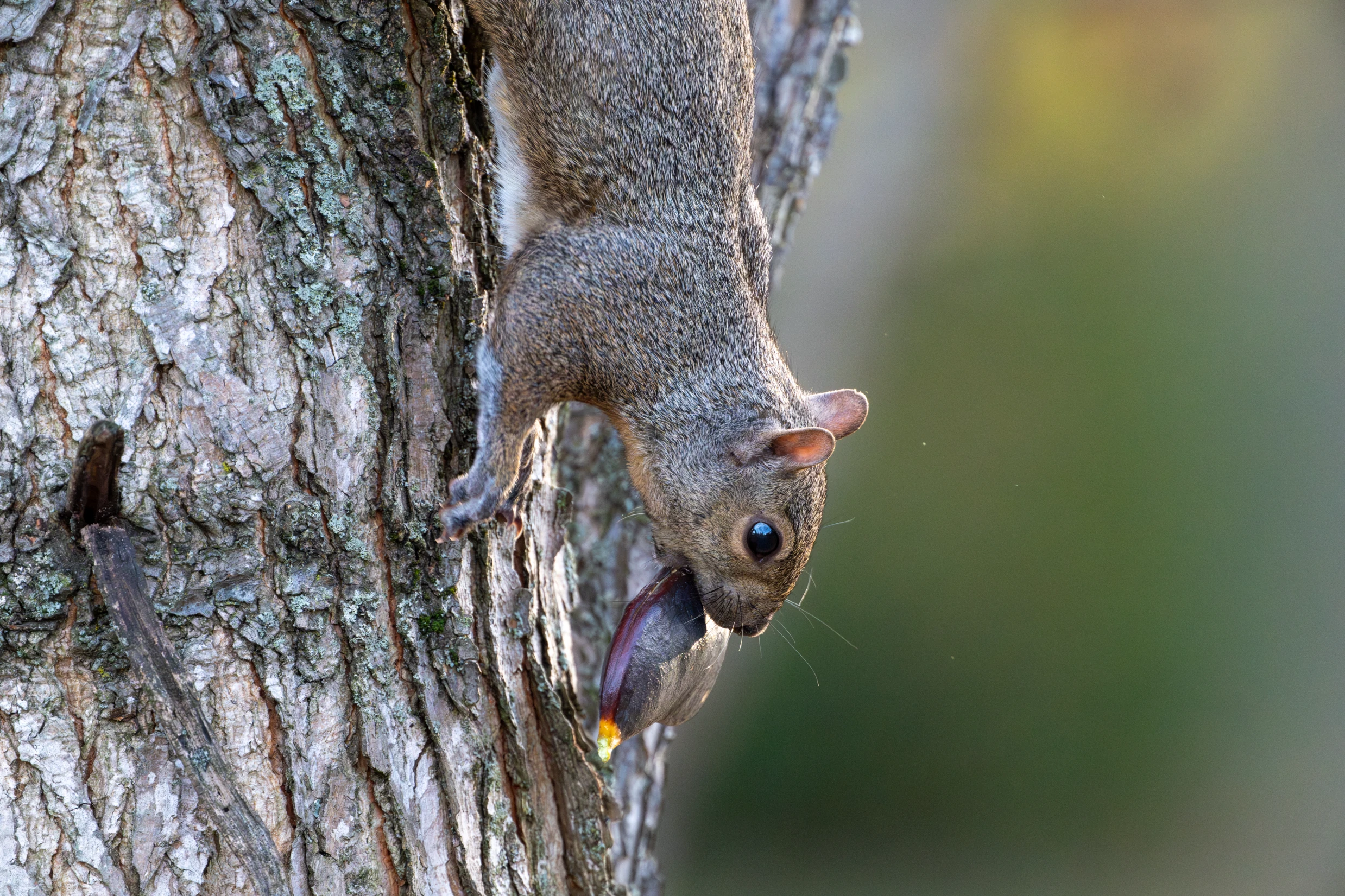 _DSC1755-Enhanced-NR