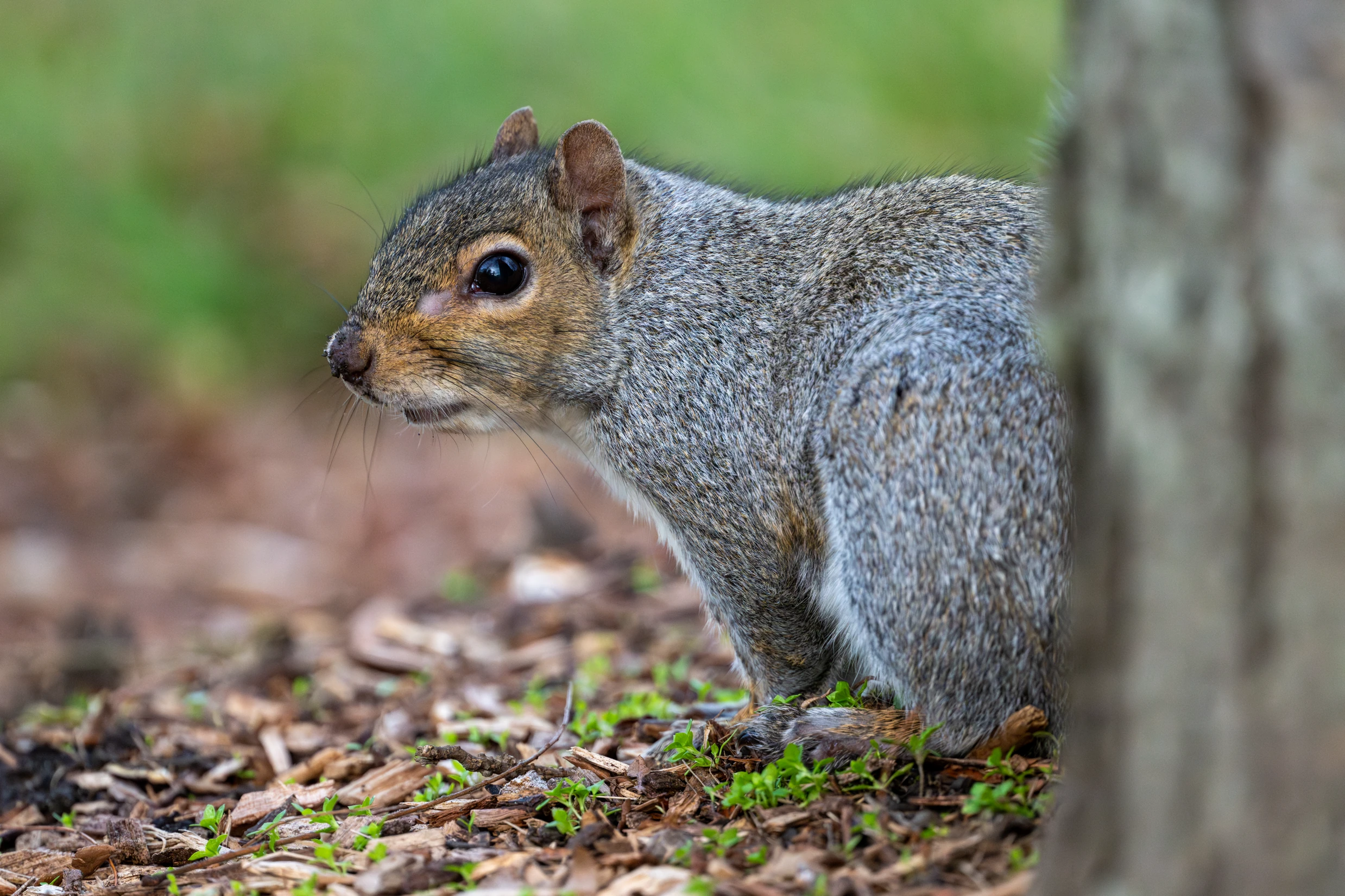 _DSC1834-Enhanced-NR