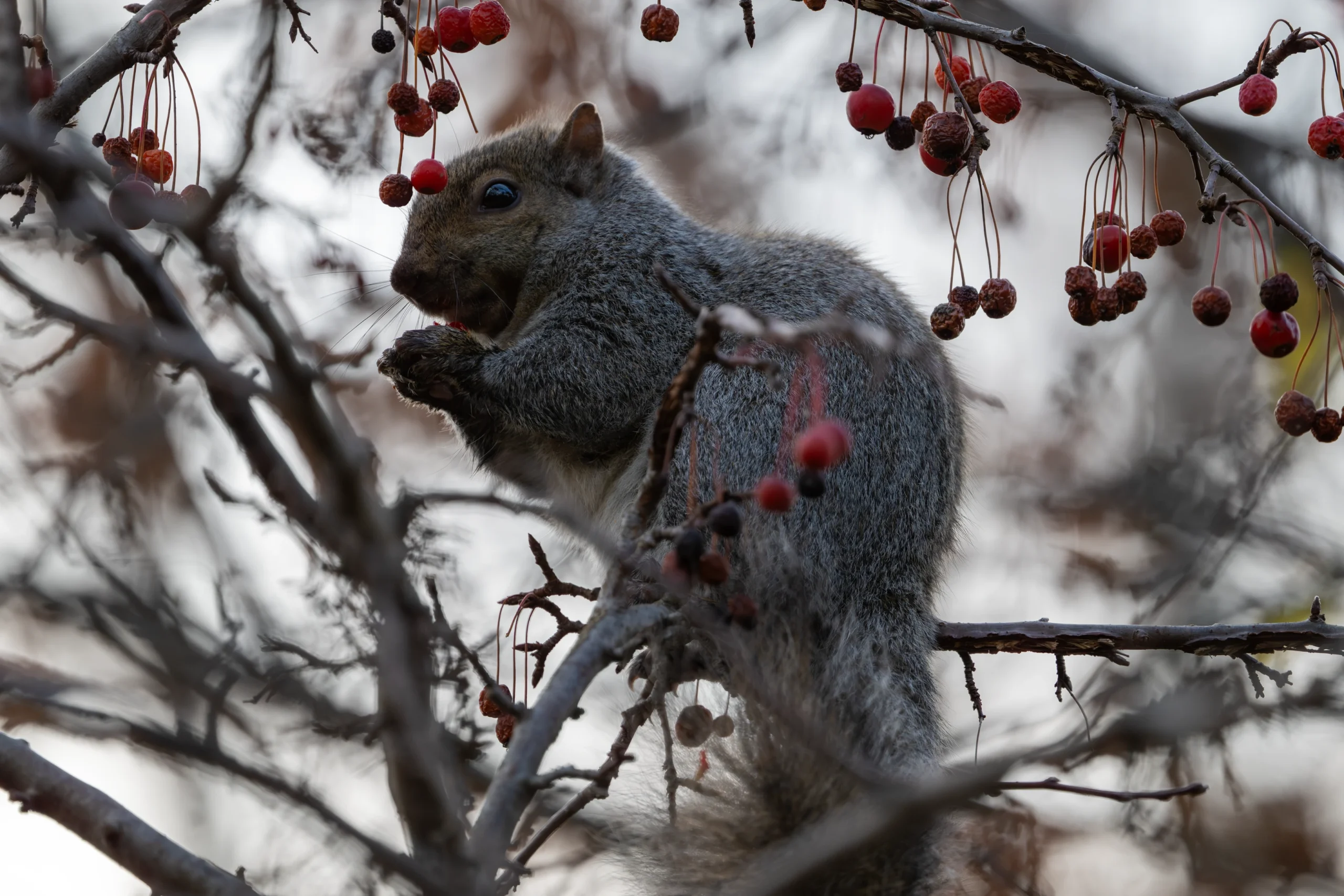 _DSC1886-Enhanced-NR