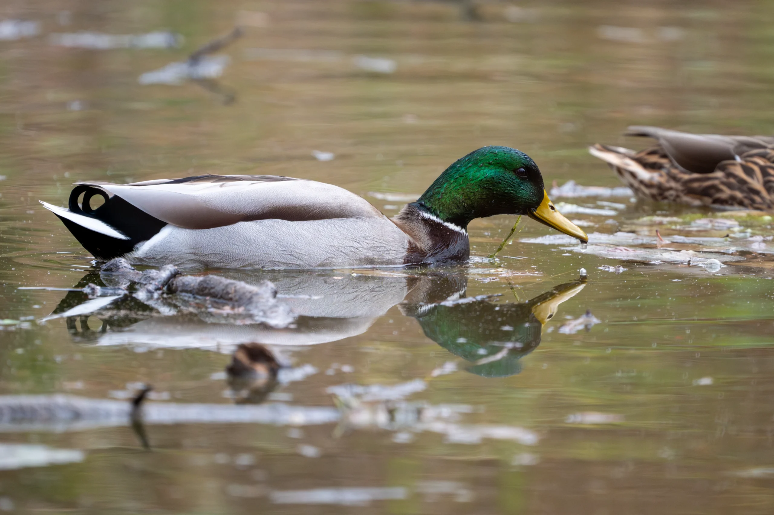 _DSC3065-Enhanced-NR