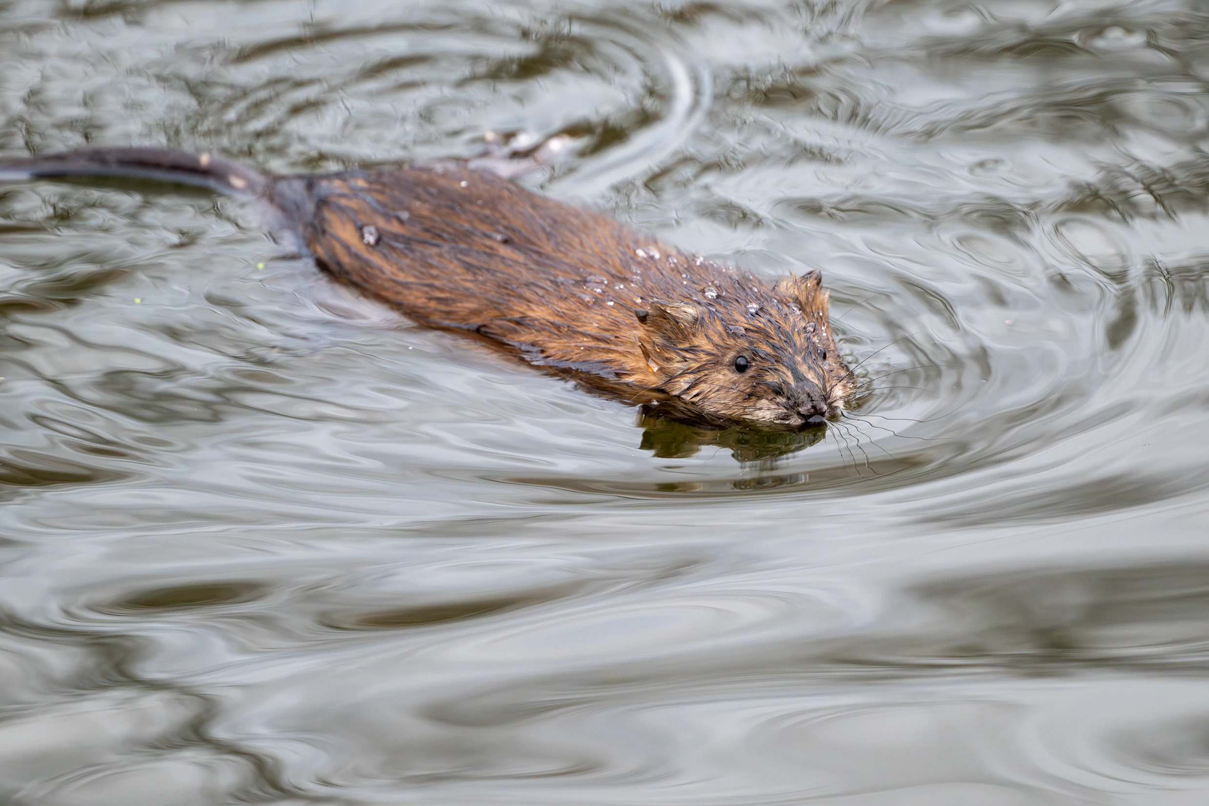 _DSC3175-Enhanced-NR