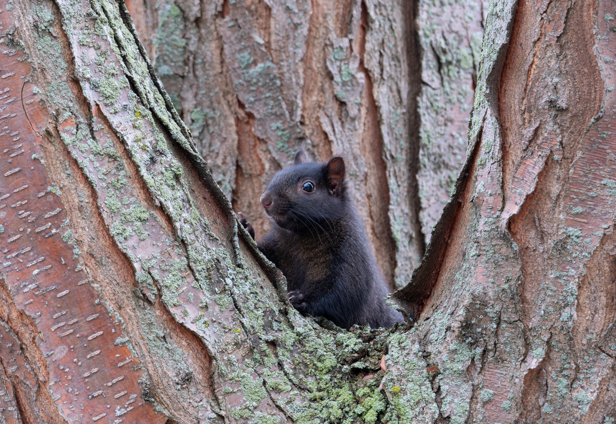 DSCF9461-Enhanced-NR